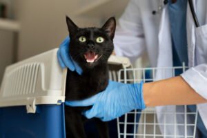 Descubra os Melhores Cuidados para Seu Animal de Estimação