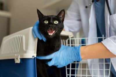 Descubra os Melhores Cuidados para Seu Animal de Estimação